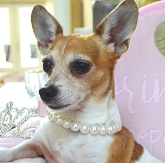 Custom pearl dog necklace for bridal shower and pet gifts